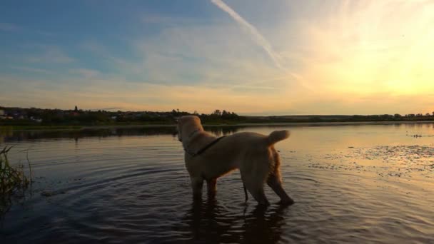 Zentralasiatischer Schäferhund Schwimmt Bei Sonnenuntergang Einem Teich Zeitlupe — Stockvideo