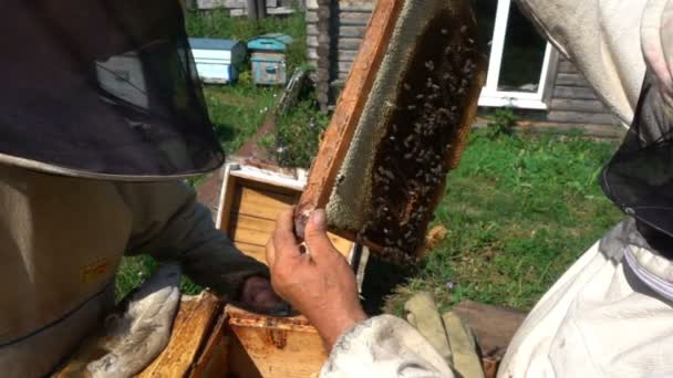 Les apiculteurs inspectent une ruche au ralenti — Video