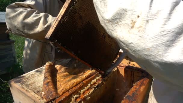 Imker inspizieren Bienenstock in Zeitlupe — Stockvideo