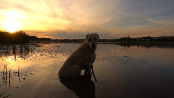 Central Asian Shepherd swims in a pond during sunset, slow motion — Stock Video