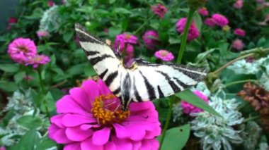 Iphiclides podalirius Papilionidae ailesine ait bir kelebek olduğunu. İçecek nektar çiçek, ağır çekim üzerinden