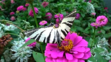 Iphiclides podalirius Papilionidae ailesine ait bir kelebek olduğunu. İçecek nektar çiçek, ağır çekim üzerinden