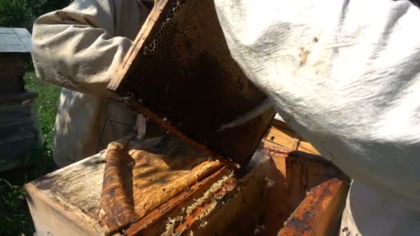 Apicultores inspeccionan una colmena, cámara lenta — Vídeo de stock