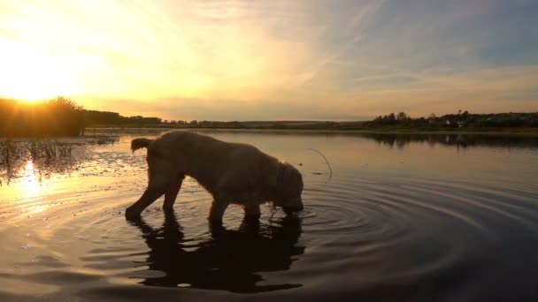 Центральноазиатская овчарка плавает в пруду во время заката, замедленная съемка — стоковое видео