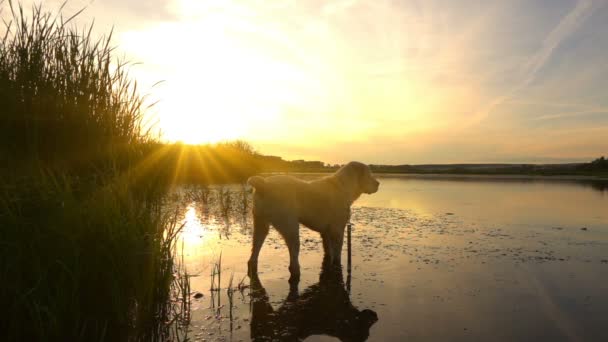 Central Asian Shepherd swims in a pond during sunset, slow motion — Stock Video