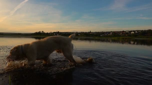 Pastor da Ásia Central nada em uma lagoa durante o pôr do sol, câmera lenta — Vídeo de Stock