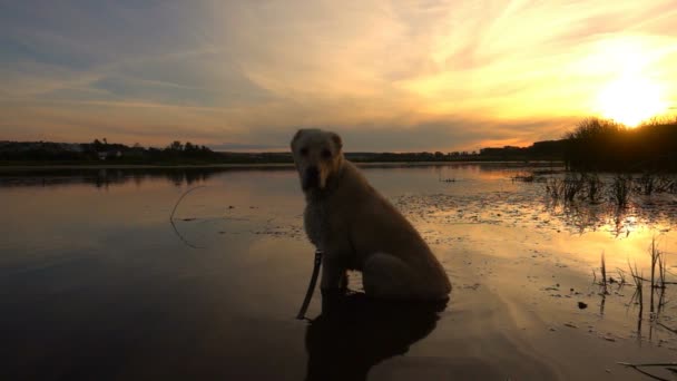 Central Asian Shepherd swims in a pond during sunset, slow motion — Stock Video