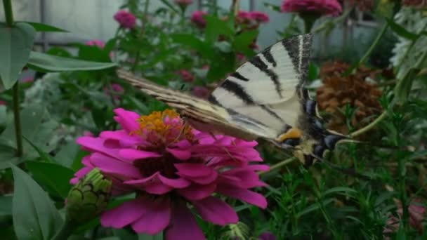 Iphiclides podalirius ist ein Schmetterling aus der Familie der Papilionidae. trinkt Nektar aus einer Blume, 4k — Stockvideo