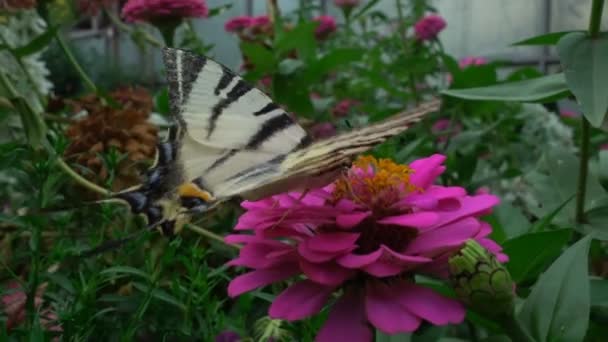 Iphiclides Podalirius Uma Borboleta Família Papilionidae Bebe Néctar Uma Flor — Vídeo de Stock