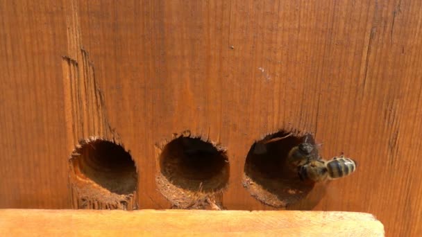 Honigbienen beim Start aus Bienenstock in Zeitlupe gefilmt — Stockvideo