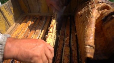 bir arı kovanı, ağır çekim arıcılar incelemek