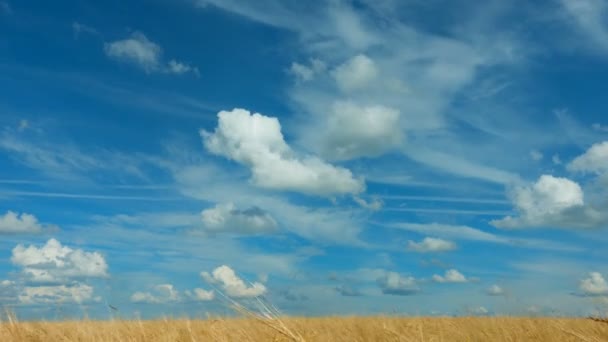 Time-lapse. Snelle beweging van wolken in de zomer over tarwe velden — Stockvideo