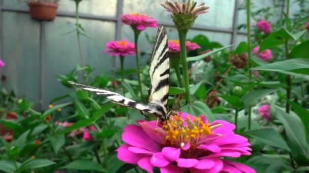 Iphiclides podalirius é uma borboleta da família Papilionidae. bebe néctar de uma flor, câmera lenta — Vídeo de Stock