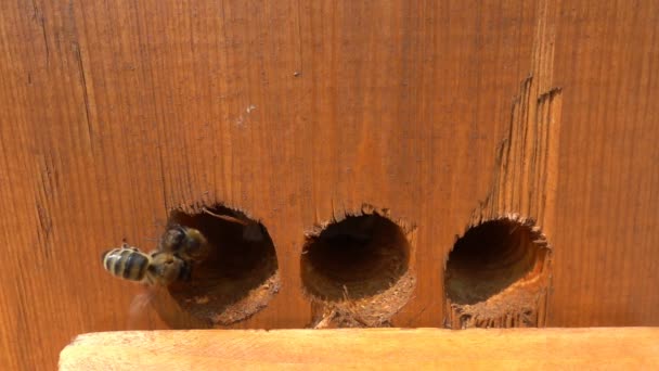 Miel de abejas despegando de la colmena filmada en cámara lenta — Vídeos de Stock