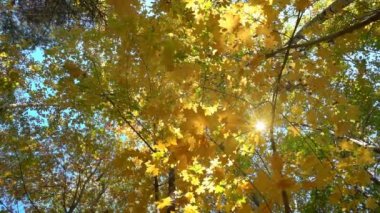 Yaprak döken ormanlarda güneşli hava sıcak, kurutulmuş yaprakları ağaçların ağır çekim düşmek