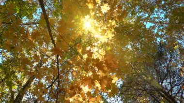 Yaprak döken ormanlarda güneşli hava sıcak, kurutulmuş yaprakları ağaçların ağır çekim düşmek