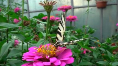 Iphiclides podalirius Papilionidae ailesine ait bir kelebek olduğunu. İçecek nektar çiçek, ağır çekim üzerinden