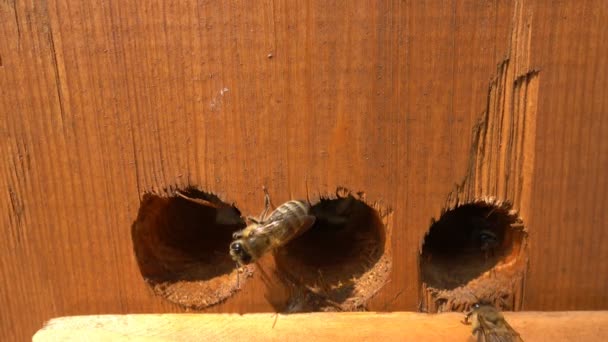 Miel de abejas despegando de la colmena filmada en cámara lenta — Vídeos de Stock