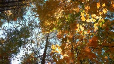 Yaprak döken ormanlarda güneşli hava sıcak, kurutulmuş yaprakları ağaçların ağır çekim düşmek