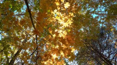 Yaprak döken ormanlarda güneşli hava sıcak, kurutulmuş yaprakları ağaçların ağır çekim düşmek