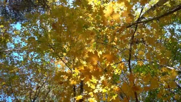 Bladverliezende wouden in warm zonnig weer, gedroogde bladeren vallen van de bomen slow motion — Stockvideo