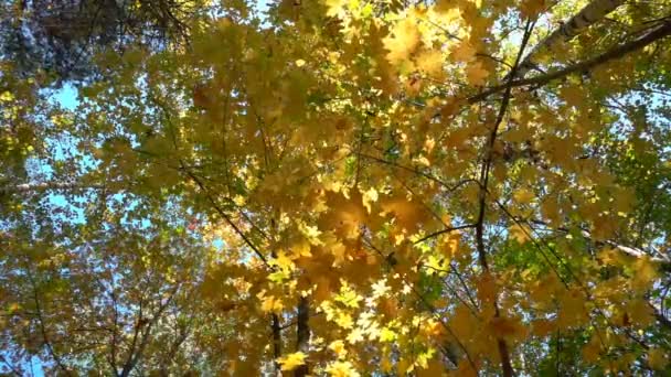 Lövskogar i varma soliga vädret, torkade blad falla från träden slowmotion — Stockvideo