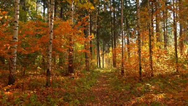 Caminando en el bosque de otoño, en clima cálido y soleado, 4k — Vídeo de stock