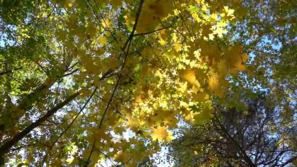 Foreste decidue nel caldo sole, foglie secche cadono dagli alberi rallentatore — Video Stock