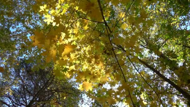 Foreste decidue nel caldo sole, foglie secche cadono dagli alberi rallentatore — Video Stock