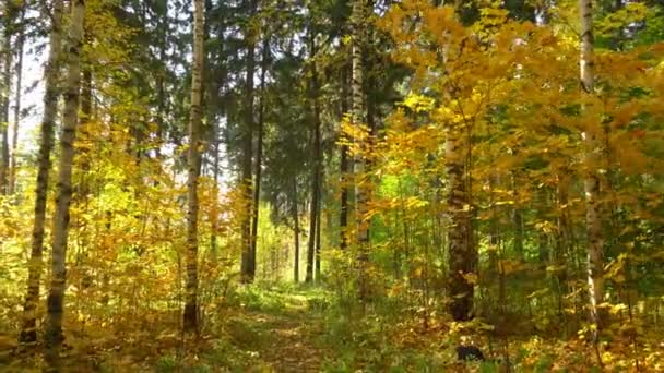 Caminando en el bosque de otoño, en clima cálido y soleado, 4k — Vídeo de stock