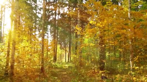 Wandelen in de herfst bos, bij warm zonnig weer, 4k — Stockvideo