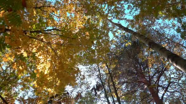 Bosques caducifolios en clima cálido y soleado, hojas secas caen de los árboles en cámara lenta — Vídeos de Stock