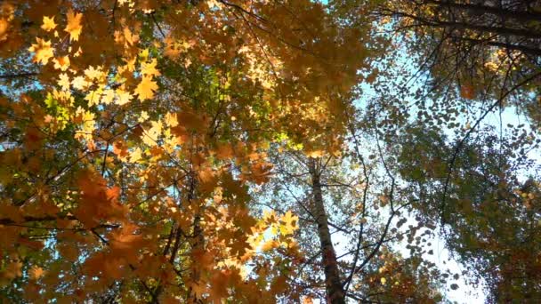 Foreste decidue nel caldo sole, foglie secche cadono dagli alberi rallentatore — Video Stock