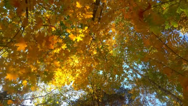 Δάση φυλλοβόλων της ζεστή ηλιόλουστη καιρικές συνθήκες, αποξηραμένα φύλλα που πέφτουν από τα δέντρα 4k — Αρχείο Βίντεο