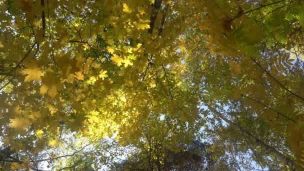 Loofbossen in warm zonnig weer, gedroogde bladeren vallen van de bomen 4k — Stockvideo