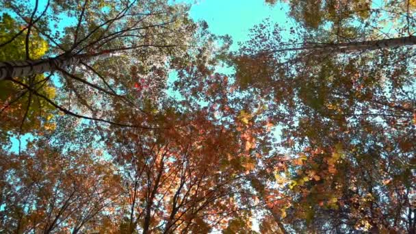 落葉広葉樹林の暖かい日当たりの良い天気、木スローモーションから乾燥葉が落ちる — ストック動画