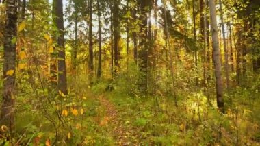 Sıcak güneşli havalarda sonbahar ormanın içinde 4 k yürüyüş.