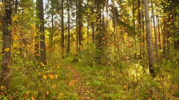 Caminando Bosque Otoño Clima Cálido Soleado — Vídeo de stock