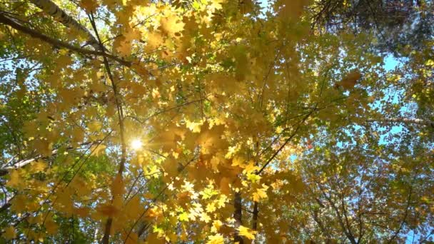 落葉広葉樹林の暖かい日当たりの良い天気、木スローモーションから乾燥葉が落ちる — ストック動画