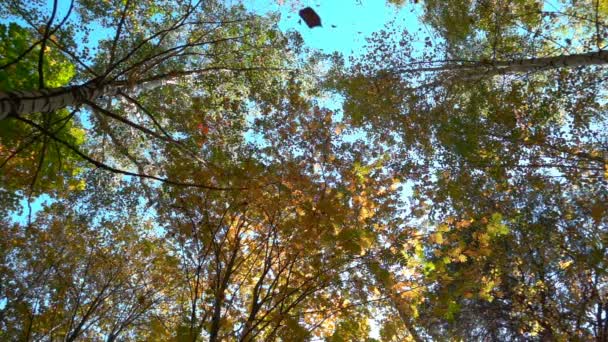 落叶林在温暖晴朗的天气里, 干枯的树叶从树上落下缓慢的运动 — 图库视频影像