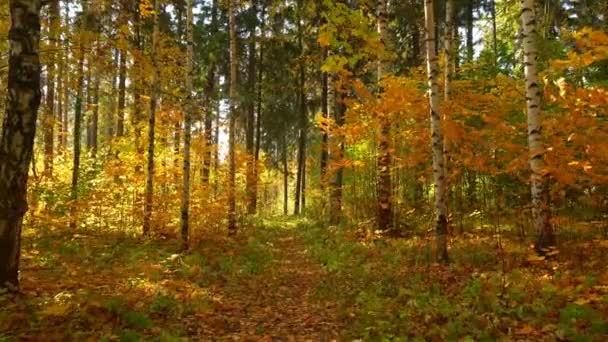 Chůze v podzimním lese, v teplé slunečné počasí, 4k — Stock video
