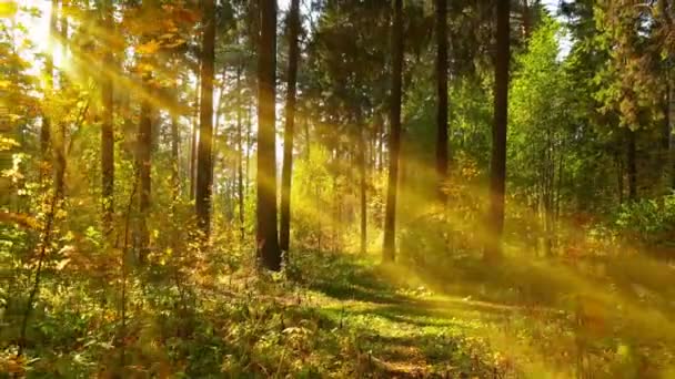 Sıcak güneşli havalarda sonbahar ormanın içinde 4 k yürüyüş — Stok video