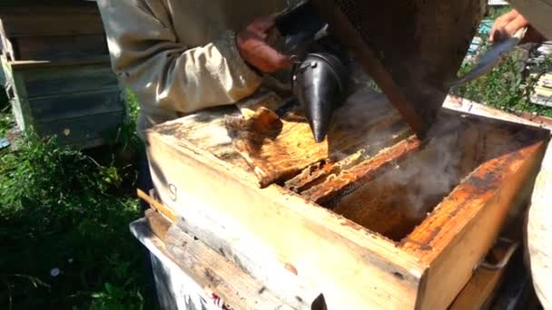 Pszczelarze wglądu ula, zwolnionym tempie — Wideo stockowe