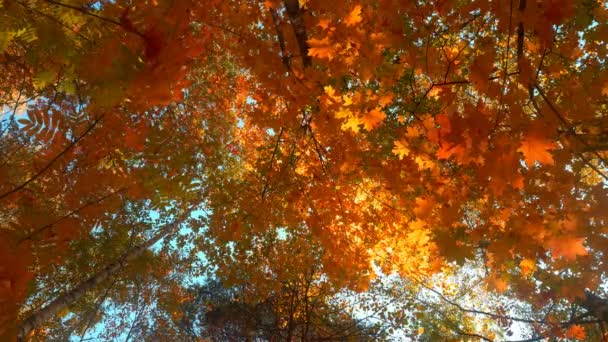 Bosques caducifolios en clima cálido y soleado, hojas secas caen de los árboles 4k — Vídeo de stock