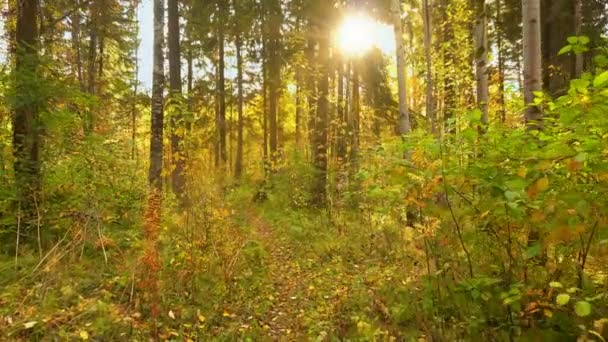 Wandern im Herbstwald, bei warmem, sonnigem Wetter, 4k — Stockvideo