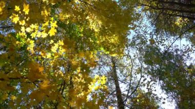 Yaprak döken ormanlarda güneşli hava sıcak, kurutulmuş yaprakları ağaçların ağır çekim düşmek