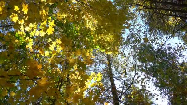 Bosques caducifolios en clima cálido y soleado, hojas secas caen de los árboles en cámara lenta — Vídeos de Stock