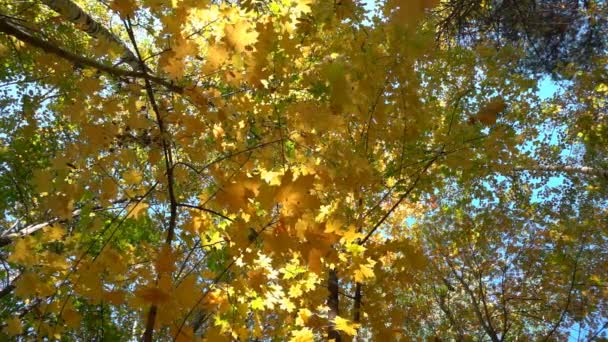 Foreste decidue nel caldo sole, foglie secche cadono dagli alberi rallentatore — Video Stock