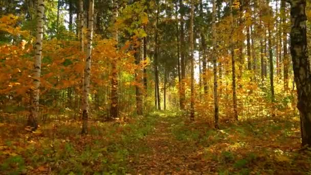 Caminhando na floresta de outono, em clima quente e ensolarado, 4k — Vídeo de Stock