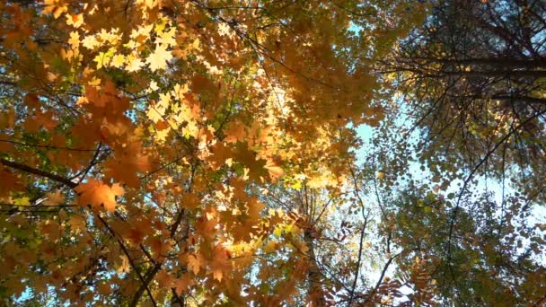 Bladverliezende wouden in warm zonnig weer, gedroogde bladeren vallen van de bomen slow motion — Stockvideo